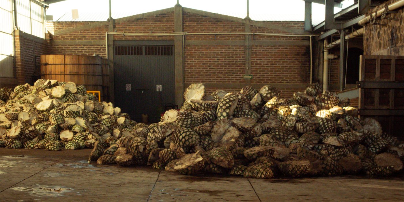 Cooked agave piñas at Destilería El Pandillo